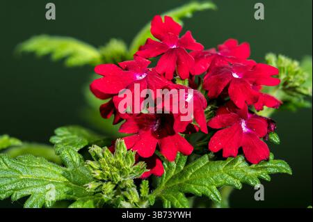 Un accattivante primo piano di vivaci fiori rossi di Verbena in piena fioritura, splendidamente contrastati con uno sfondo verde intenso Foto Stock