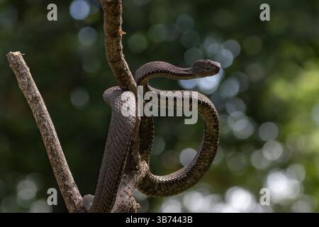 vipera nera avvolto un albero Foto Stock