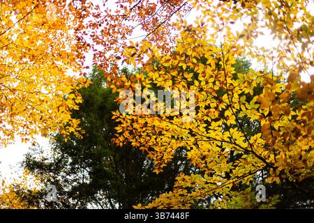 Betulla gialla di fronte all'abete nella foresta in autunno Foto Stock