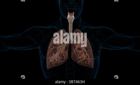 Anatomia del sistema respiratorio dei polmoni umani per l'illustrazione 3D medica Foto Stock