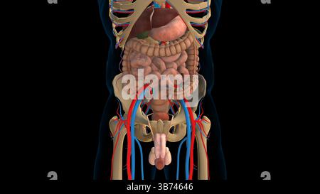 Anatomia del sistema digerente umano e degli organi interni per l'illustrazione 3D del concetto medico Foto Stock