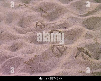 Primo piano delle stampe gabbiano sulla superficie di Sandy Beach (D) Foto Stock