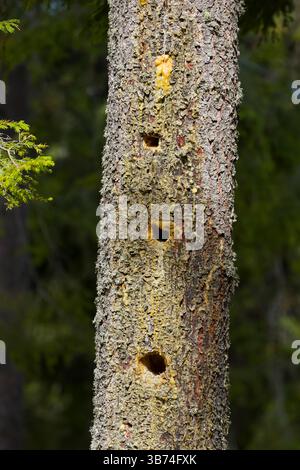 Picchio nero Dryocopus martius, fori di alimentazione nel tronco di pino, Transilvania, Romania, aprile Foto Stock