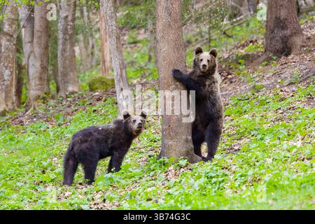 Orso bruno europeo Ursus arctos arctos, due cuccioli di 15 mesi in un bosco, Transilvania, Romania, aprile Foto Stock