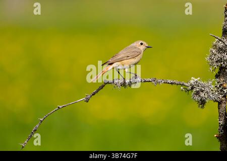 Comune rosso Phoenicurus phoenicurus, femmina adulta appollaiata sul ramo coperto di lichene, Transilvania, Romania, aprile Foto Stock