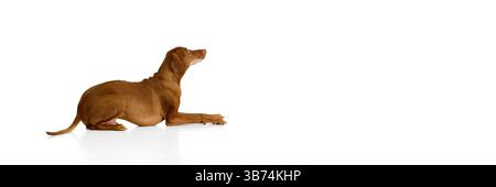 Banner. Vizsla ungherese sdraiata in posa rilassata con la testa sollevata e le orecchie allertano su sfondo bianco con spazio per le copie. Foto Stock