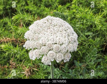 Una testa di fiore di carota selvatica (Daucus carota), Inghilterra, Regno Unito Foto Stock