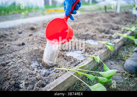Innaffiare le piantine di cavolo preparate per la piantagione in giardino. Il processo di piantagione di piante in giardino. Foto Stock
