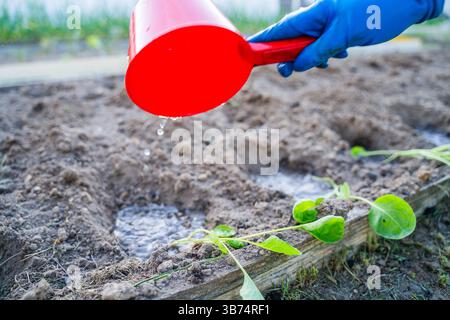 Innaffiare le piantine di cavolo preparate per la piantagione in giardino. Il processo di piantagione di piante in giardino. Foto Stock