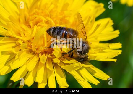 Ape su un fiore di dente di leone, primo piano. Fiori di dente di leone giallo in una radura, impollinazione dei fiori da parte degli insetti. Sfondo naturale primaverile con luce brillante Foto Stock