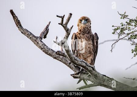 Un'aquila di serpente marrone arroccata su un ramo alto. Foto Stock