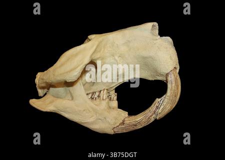 Cranio fossile dell'estinto castoro gigante - Castoroides ohioensis - che visse in Nord America durante il Pleistocene Foto Stock