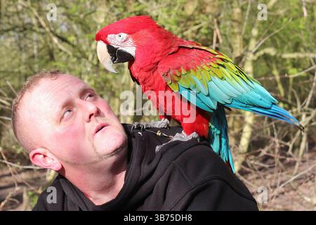 Uomo con un animale domestico Macaw rosso e verde (Ara chloropterus) arroccato sulla spalla Foto Stock