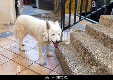Un bellissimo Husky siberiano bianco con occhi azzurri si erge all'interno su un pavimento piastrellato Foto Stock