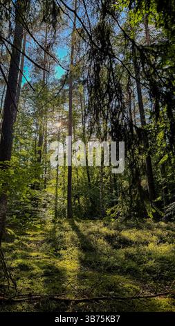 Tranquilla foresta con la luce del sole che filtra tra alti pini in un lussureggiante ambiente verde boschivo che cattura la serenità naturale. Foto Stock