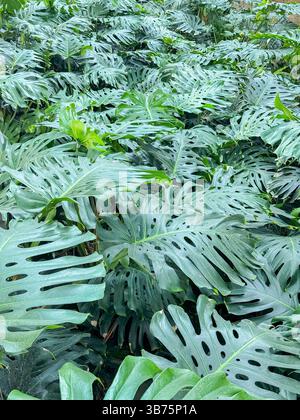 Foglie lussureggianti di monstera verde che creano una fitta tettoia tropicale sotto la luce del giorno con motivi intricati e vibranti sfumature verdi che mettono in risalto la bellezza della natura Foto Stock