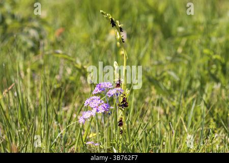 Orchidea (Ophrys insectifera) e primula (Primula farinosa) che fioriscono su un prato soleggiato Foto Stock