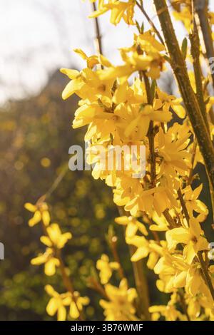 La primavera gialla fiorisce sui rami alla luce del sole Foto Stock