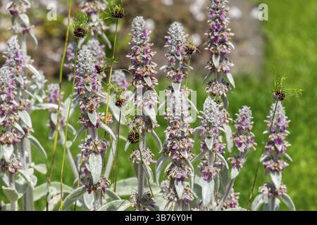 Wooly Willow (Stachys byzantina) e Allium Vigne "Hair" - Vigna Leek, Muensterland, Renania settentrionale-Vestfalia, Germania, Europa Foto Stock