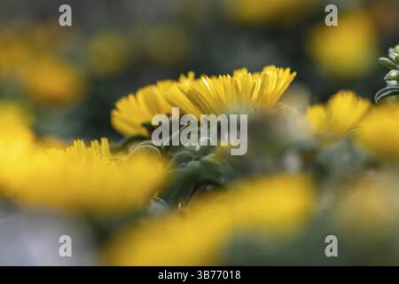 Pallenis maritima (L.) Greuter, 1997, fiore giallo sulla costa, Cala Rafalino, Manacor, Maiorca, Isole Baleari, Spagna, Europa Foto Stock