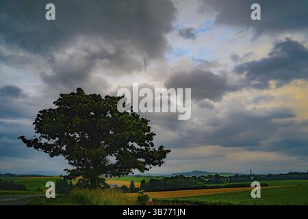 Sette Stelle di alberi e cielo nuvoloso (Hokkaido Biei-cho). Luogo di ripresa: Hokkaido Biei-cho Foto Stock