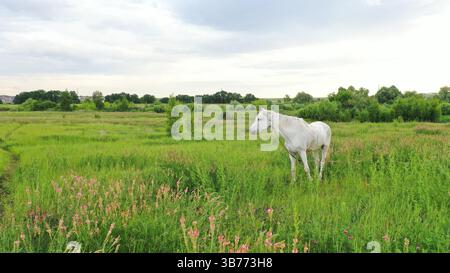 Cavallo purosangue bianco in un prato estivo dopo la pioggia. Cavallo bianco al tramonto che mangia erba. Foto Stock