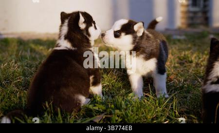 Due adorabili cuccioli di husky siberiani che interagiscono tra loro nell'erba del cortile durante l'ora d'oro. Cuccioli in bianco e nero che mostrano un comportamento giocoso Foto Stock
