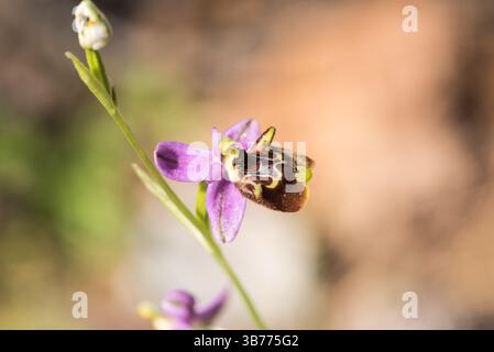 Fiore dell'orchidea d'api (Ophrys lyciensis) vicino a Kaunos nel sud-ovest di Turkiye Foto Stock
