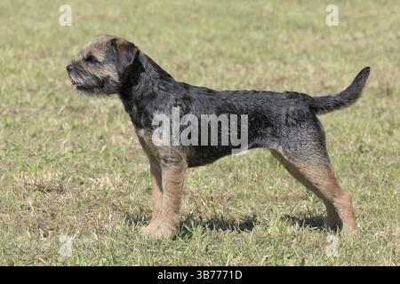 Tipica Border Terrier nel giardino di primavera Foto Stock