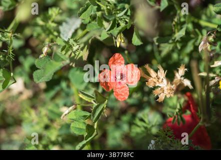 Papavero fiorito (Papaver dubium) a Çukurbağ, vicino a Kas, Turkiye Foto Stock