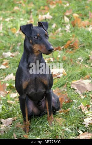 Il tipico ritratto di Manchester Terrier in giardino d'autunno Foto Stock