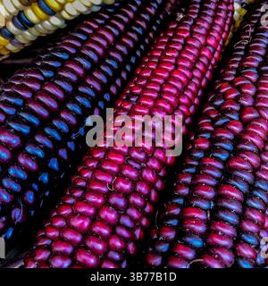 Il mais indiano, con la sua ricca gamma di chicchi multicolori in tonalità blu, rosso, giallo e marrone, è un simbolo tradizionale della stagione autunnale del raccolto. Foto Stock