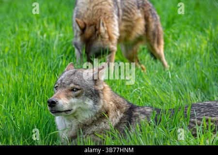 Due lupi eurasiatici / lupi grigi europei (Canis lupus lupus) che riposano su prati/prati Foto Stock