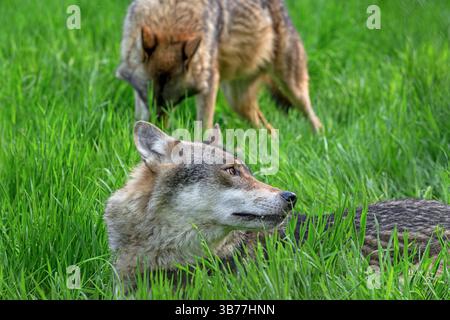 Due lupi eurasiatici / lupi grigi europei (Canis lupus lupus) che riposano su prati/prati Foto Stock