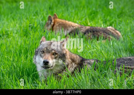 Due lupi eurasiatici / lupi grigi europei (Canis lupus lupus) che riposano su prati/prati Foto Stock