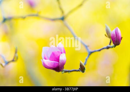 Primo piano di gemme di magnolia rosa che iniziano a srotolarsi su uno sfondo bokeh cremoso. Foto Stock