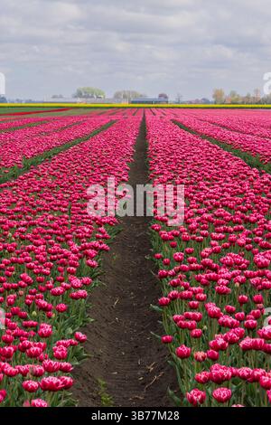 Campi di tulipani rosa in piena fioritura a Oldambt, Groninga, Paesi Bassi Foto Stock