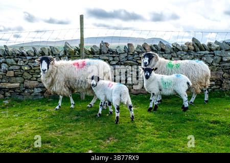 Pecore con agnelli nelle Howgill Fells Foto Stock