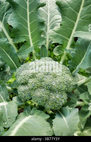 Primo piano di broccoli in una piantagione biologica, concentrazione selettiva. Foto Stock