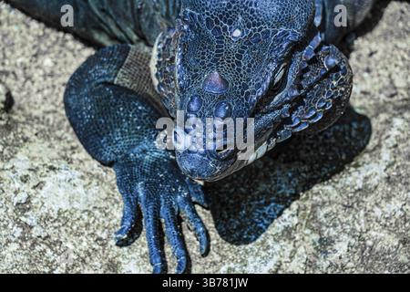 Cammina nella giungla del drago di Komodo Singapore. Luogo delle riprese: Singapore Foto Stock