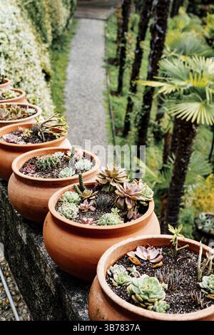 Una fila di vasi di fiori di argilla con succulenti e cactus. Foto Stock