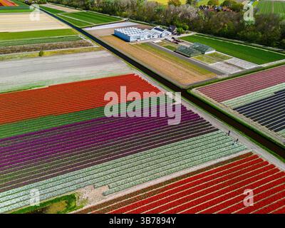 Vista aerea dei vibranti campi di tulipani in piena fioritura, che circondano edifici industriali in un paesaggio rurale. File colorate di fiori si estendono verso il Foto Stock