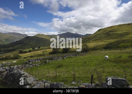 Pecore che pascolano su verdi prati di montagna lussureggianti nel parco nazionale della Snowdonia Foto Stock