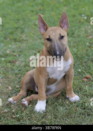 Bull Terrier in miniatura su un prato verde Foto Stock