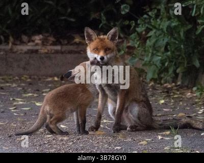 Sheerness, Kent, Regno Unito. 5 maggio 2025. Tempo nel Regno Unito: Cuccioli di volpe al crepuscolo a Sheerness, Kent. Crediti: James Bell/Alamy Live News Foto Stock