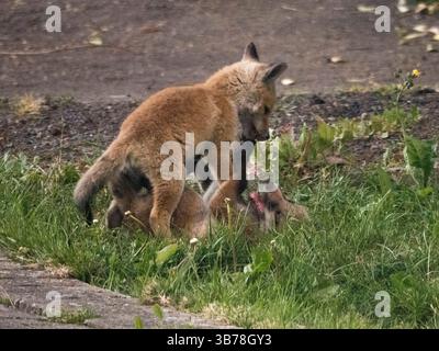 Sheerness, Kent, Regno Unito. 5 maggio 2025. Tempo nel Regno Unito: Cuccioli di volpe al crepuscolo a Sheerness, Kent. Crediti: James Bell/Alamy Live News Foto Stock