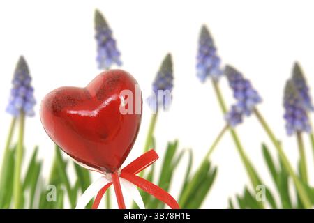 Festa della mamma di San Valentino cuore rosso amore donna blu viola regalo mamma giacinti uva giacinti perle giacinti, fiori piante umore verde emozione fe Foto Stock