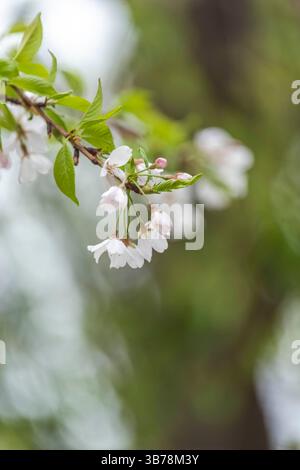 Titolo: Fiori di ciliegio alla Robarts Library dell'Università di Toronto. Foto Stock