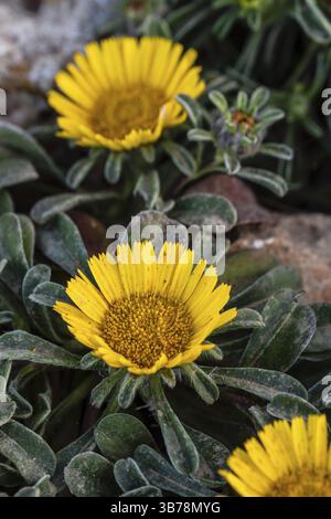 Pallenis maritima (L.) Greuter, 1997, fiore giallo sulla costa, Cala Rafalino, Manacor, Maiorca, Isole Baleari, Spagna, Europa Foto Stock