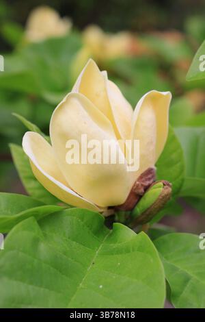 Magnolia x brooklynensis 'Yellow Bird', che mostra caratteristiche fioriture gialle in primavera. REGNO UNITO Foto Stock